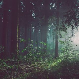 Dichter Wald im Morgenlicht