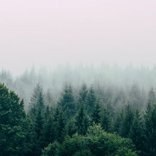 Waldlandschaft im Nebel